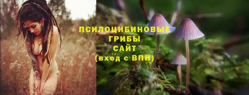 где найти наркотики  Зеленоградск  Псилоцибиновые грибы Magic Shrooms 